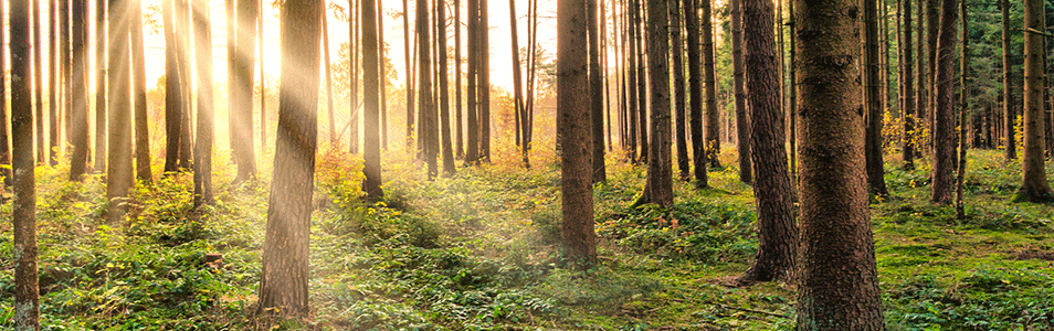 Finding God in Nature - Forest Scene