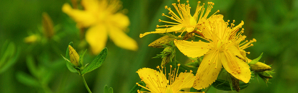 Lorazepam And St John S Wort