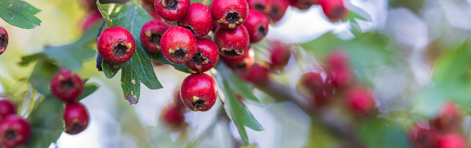 Hawthorn Fruit