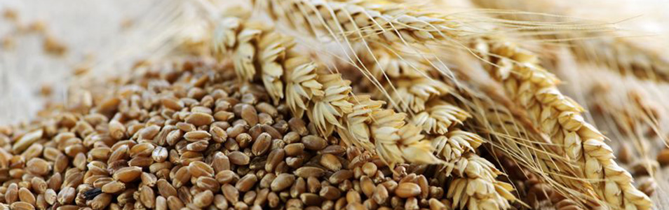 grains_cropped