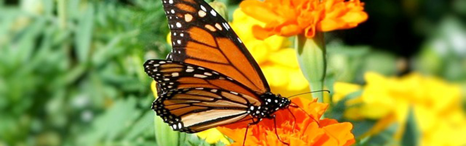 monarch-butterfly-55049_640