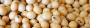 soy beans