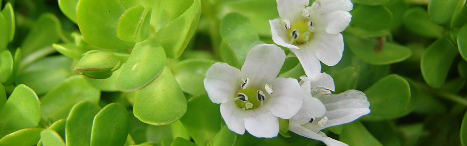 Bacopa monnieri