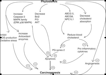 phytosterols