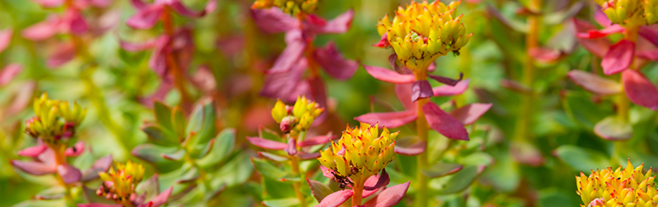 Rhodiola rosea summer day in the sun