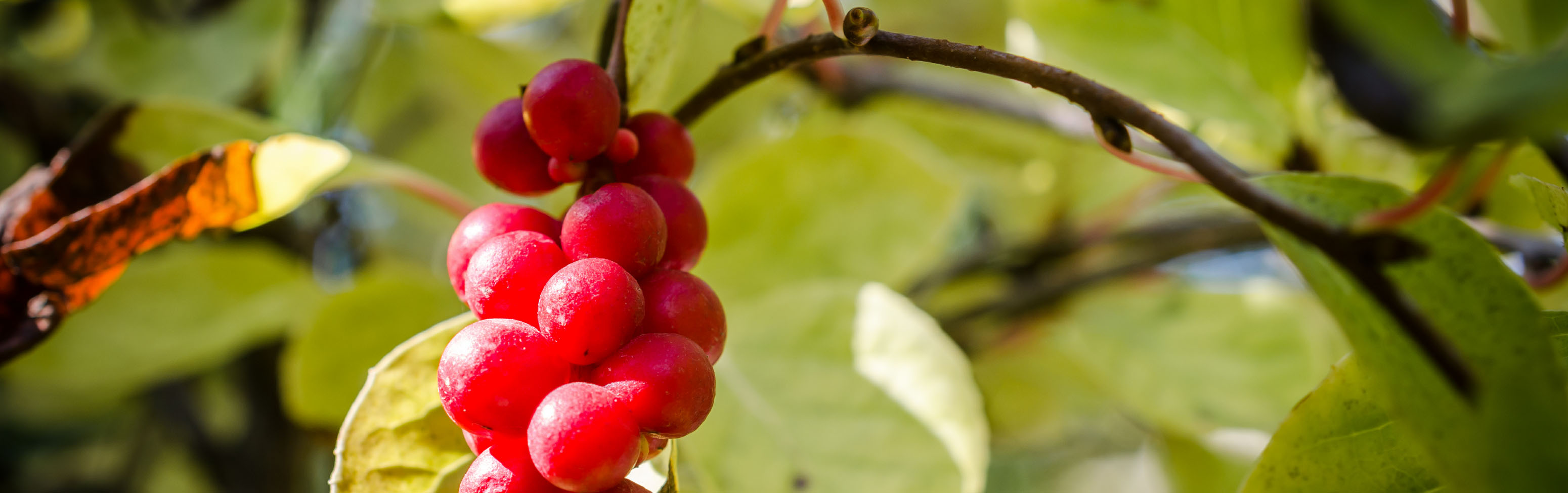 Chinese magnolia vine berries