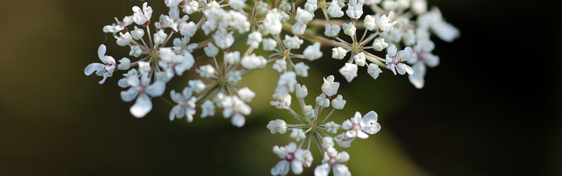 yarrow-achillea-millefolium-1161606