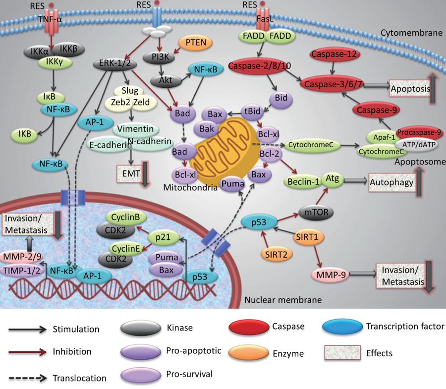 Guohua Han, et. al., Drug Discoveries & Therapeutics. 2015; 9(1):1-12.