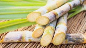 sugarcane