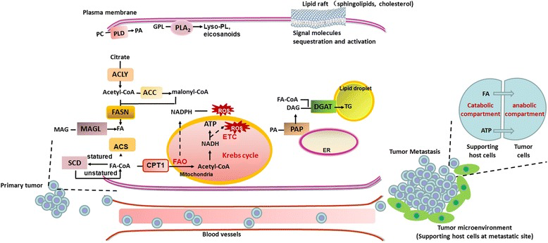 Schematic of Lipid Metabolism Implicated in Cancer Metastisis