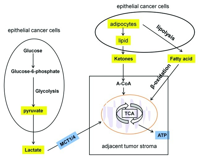 Altered Energy Metabolism in Cancer