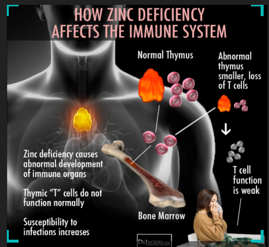Zinc: The Most Important Nutrient for Immunity | DonnieYance.com