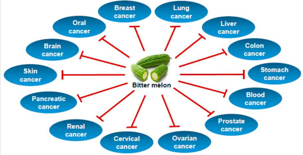  A graph with types of Cancer Prevented by Bitter Melon showing that  Plant Medicine Can be a Powerful Ally for Cancer patients