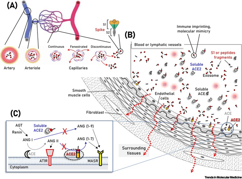 Schematic of the vasculature components showing vaccination-produced S protein/subunits/peptide fragments in the circulation, as well as soluble or endothelial cell membrane-attached angiotensin-converting enzyme 2 (ACE2).