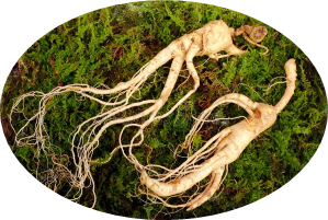 Picture of Ginseng