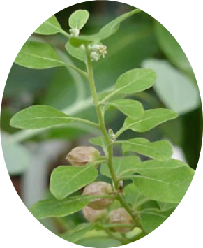 Picture of Withania Somnifera