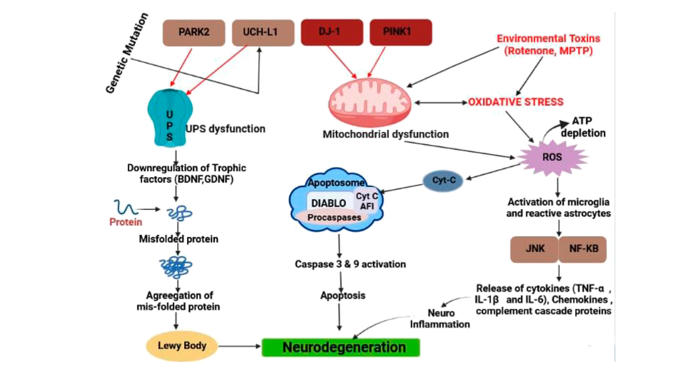 diagram of Different types of pathways for neurodegeneration in PD by Lewy
Bodies (LBs), an α-synuclein, caspase activation, and releasing different types of inflammatory cytokine.[
