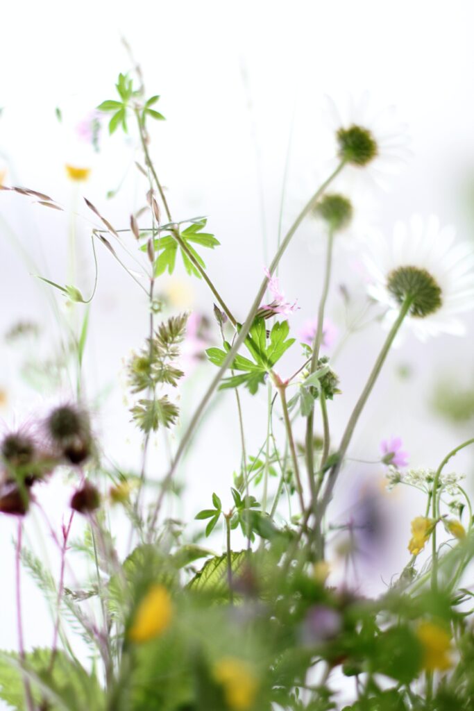 Wild herbs in nature