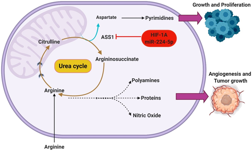 The illustration above shows that glutamine enters the TCA cycle as α-KG through a two-step process involving glutaminase and alanine aminotransferase (ALT

