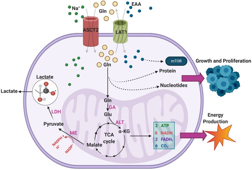 An overview of the pathways through which exogenous glutamine (Gln) is utilized within GBMs.